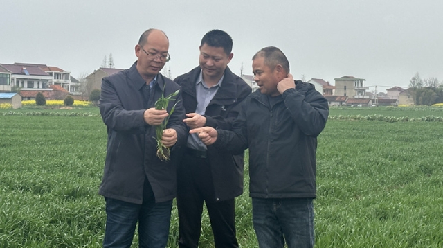 落實春管措施 搭牢豐收架子——啟東多措并舉保障22萬余畝小麥穩產高產