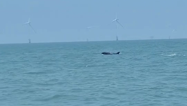 視頻 |“藍色精靈”現身南通海域，海上風電場生態成效顯現